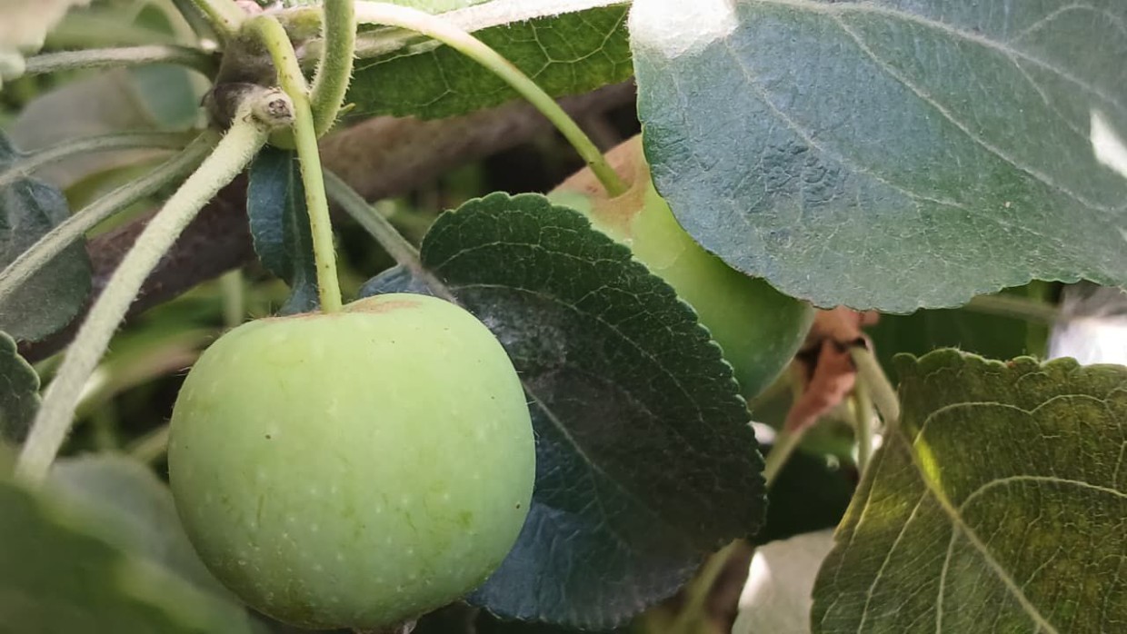 В Верхоянске собрали первый урожай яблок