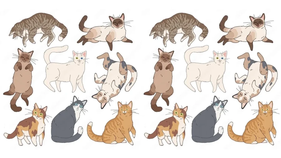 Кошачий глаз: за 1 минуту найдите 6 отличий на картинках с кошками — раскройте свой потенциал наблюдательности!