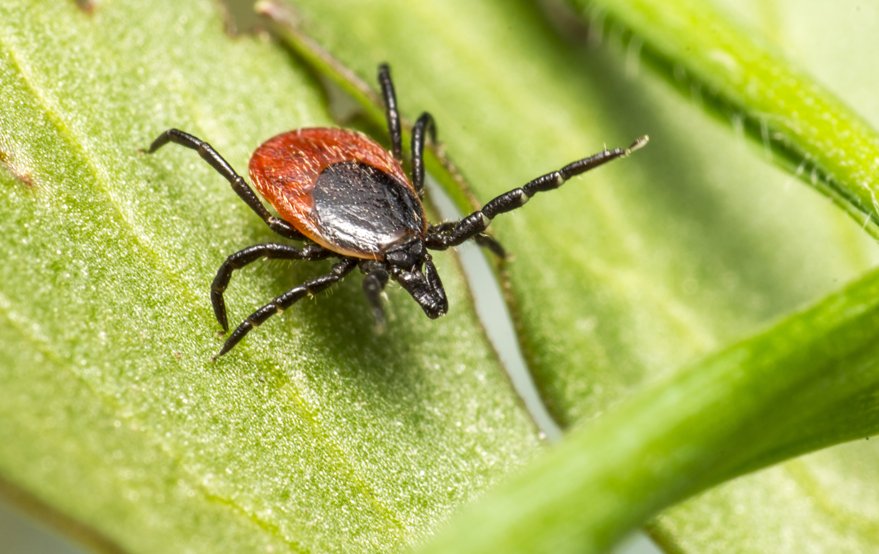 В Ленском районе рекорд по укусам клещей