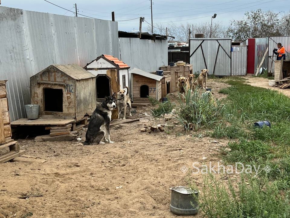 В Якутске волонтеры «борются» с руководством приюта для беспризорных животных из-за графика работы