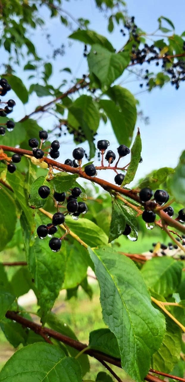 Горожане стоят в очередях за саженцами деревьев и кустарников в Ботсаду СВФУ