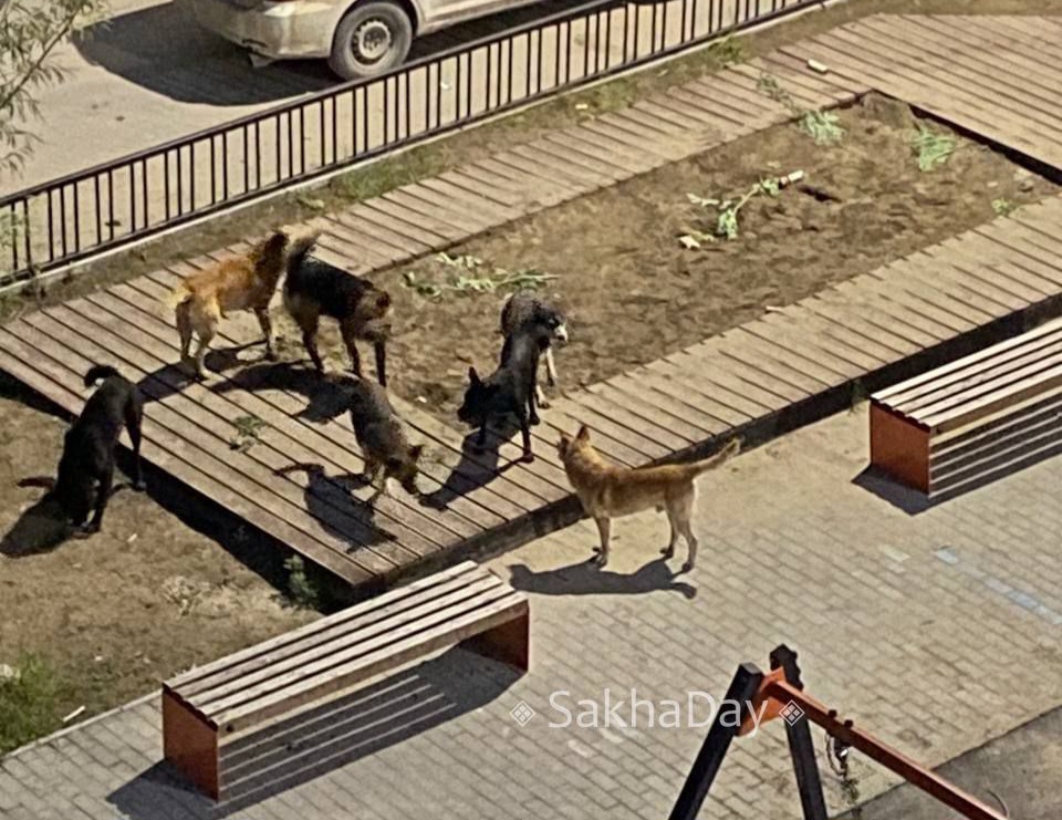 Осенью Якутск могут заполонить бродячие собаки