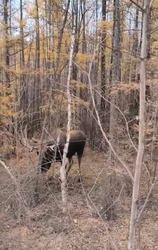 В Якутии сбой интернета произошел из-за лося?