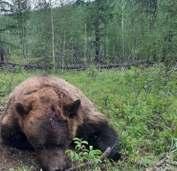 В Амгинском улусе опасаются появления медведей-шатунов