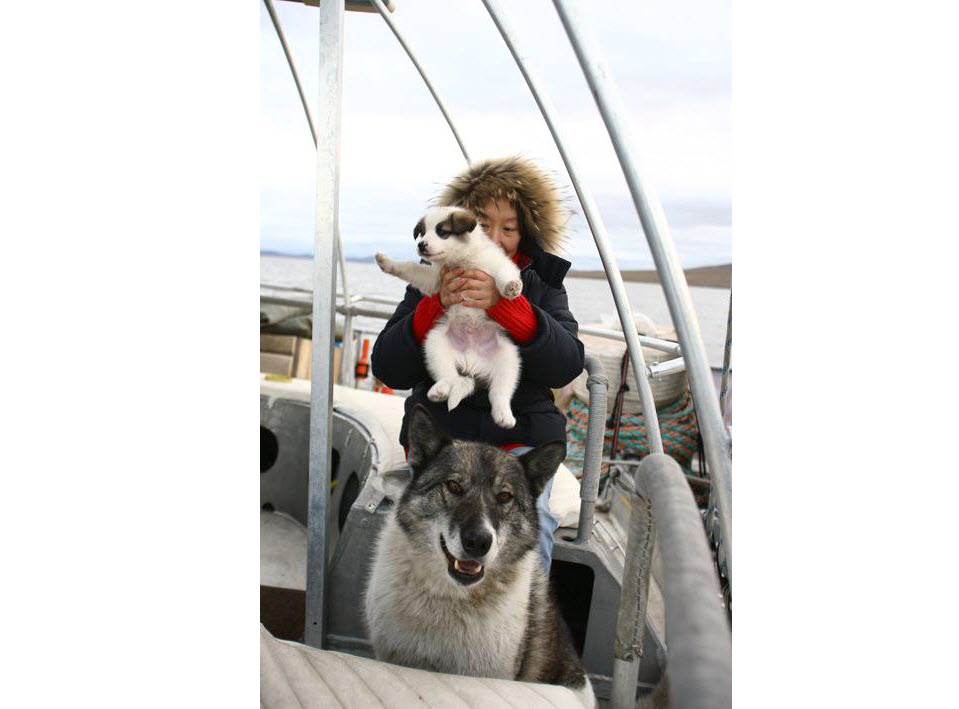 История якутской лайки. В память о повелителе льдов