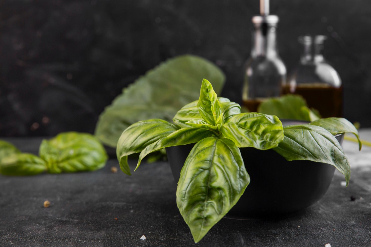 Базилик: от царской приправы до суперфуда XXI века — раскрываем секреты полезных свойств и лучшие сорта для вашего огорода