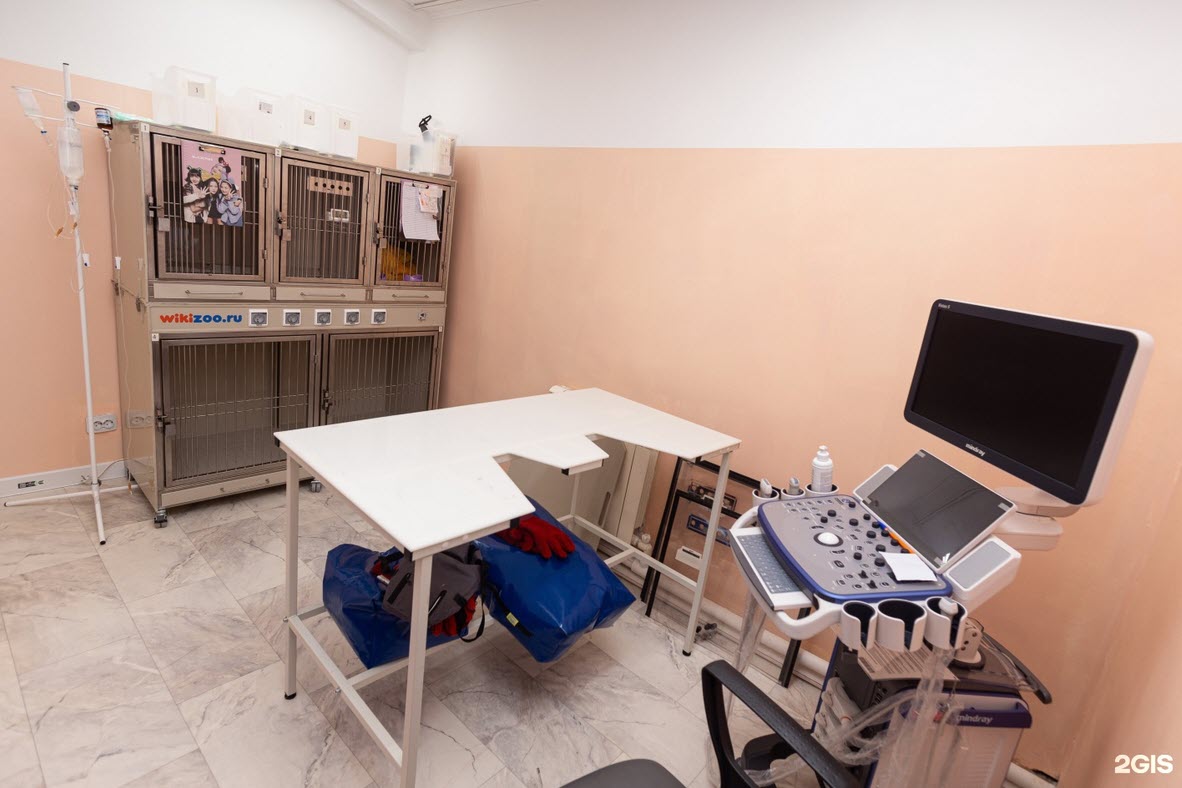 "Вцепилась в волосы, крича проклятия и угрозы расправы".  Клиника «Ветполис» опубликовала ответ на обвинения в конфликте с волонтером