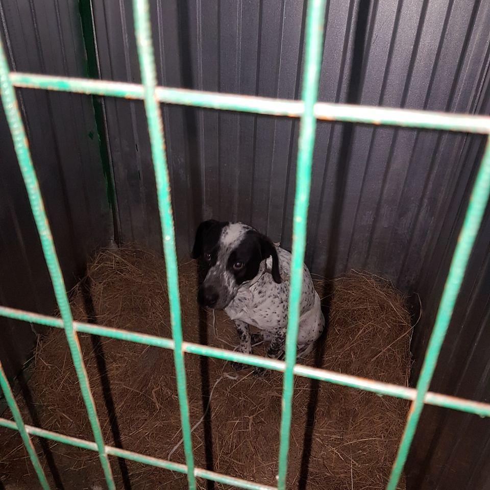 2 млн рублей изыскали на содержание собак в приюте Якутска