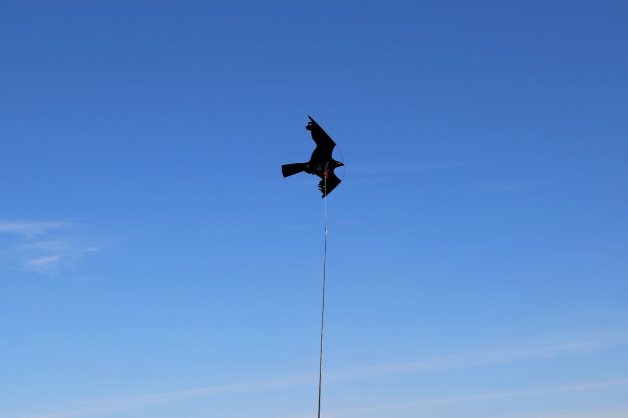 Осень – время перелёта птиц, а для Аэропорта Якутск   – время усиленной защиты!