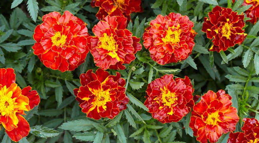 Золотой запас сада: не выбрасывайте бархатцы после цветения — сделайте из них эликсир плодородия
