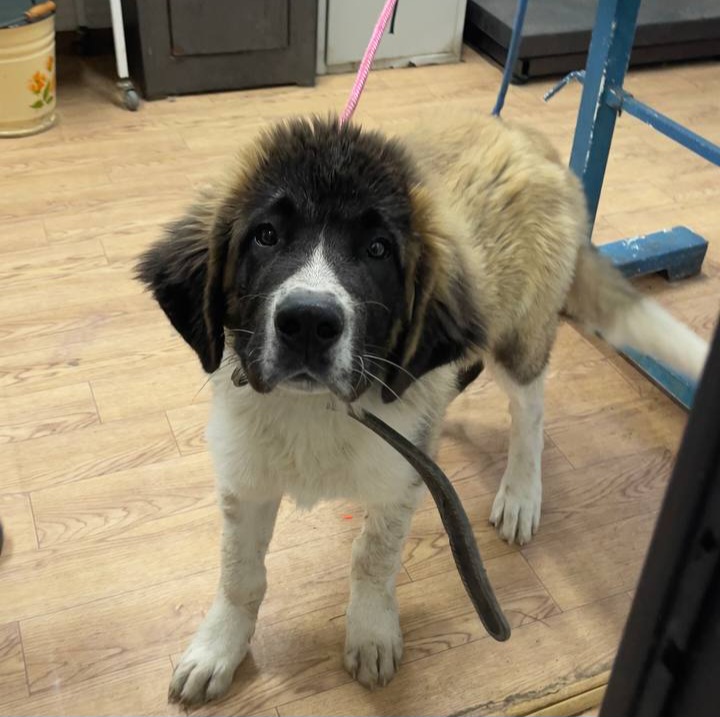 В Якутске денег на содержание безнадзорных собак хватит до конца недели