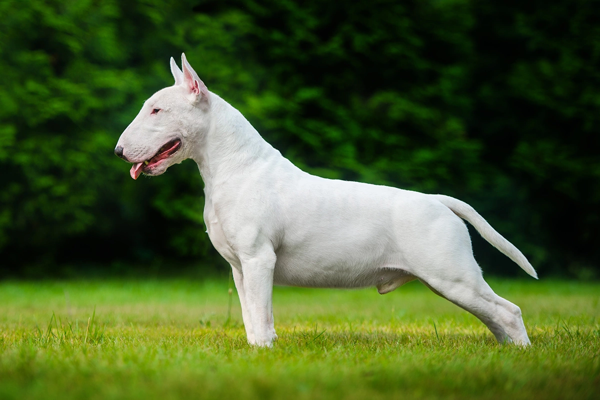 Страшно дружелюбен: некрасивый и брутальный бультерьер может стать нежнейшим животным в вашей жизни — необыкновенный контраст породы