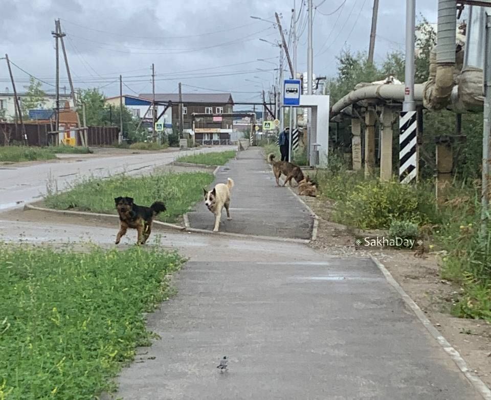 В Якутии расследуются дела о нападениях безнадзорных животных: граждан призывают сообщать о них