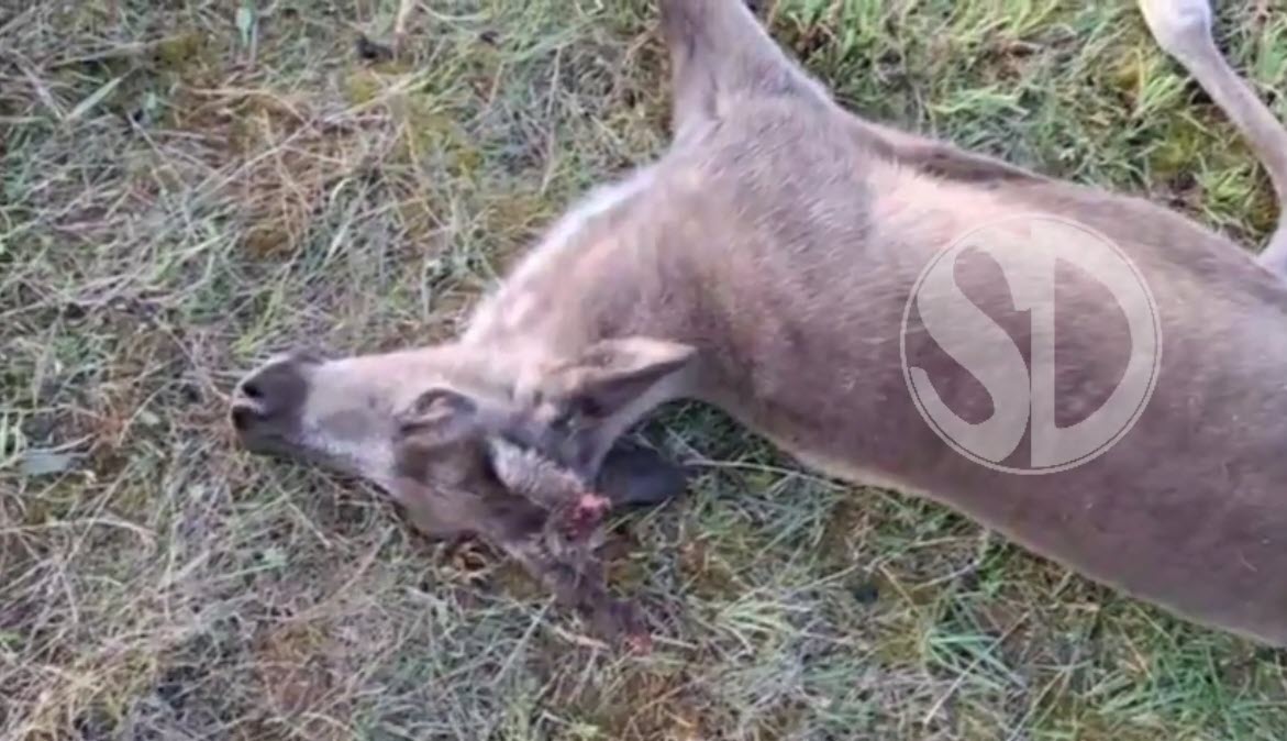 Олени на Севере гибнут от неизвестной болезни