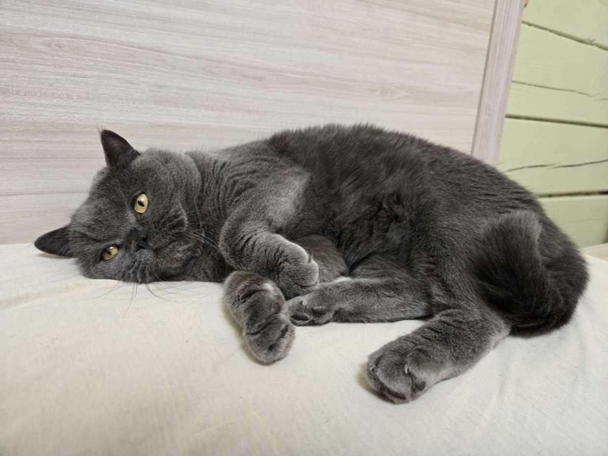 Кого спасешь от пожара: своего питомца или чужого ребенка?