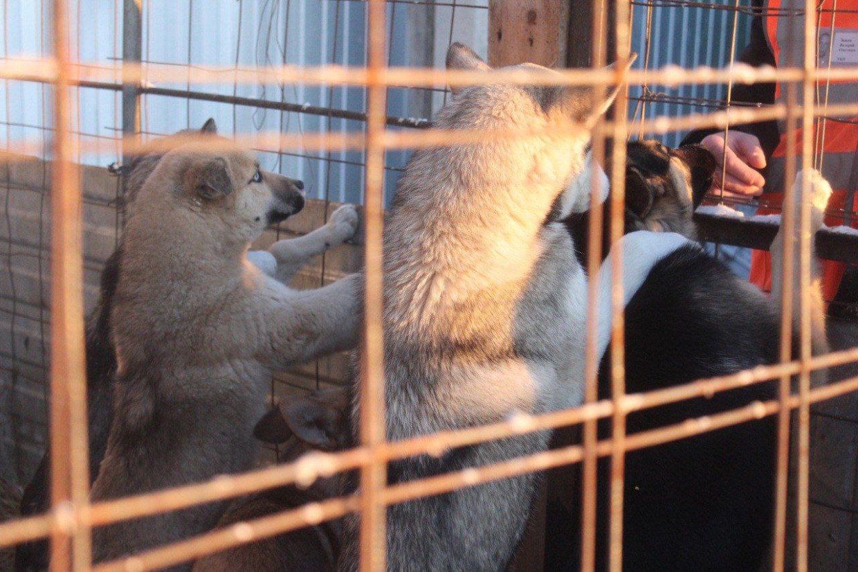 Верховный суд Якутии разрешил спор о доступе волонтеров в приют «Помоги выжить»
