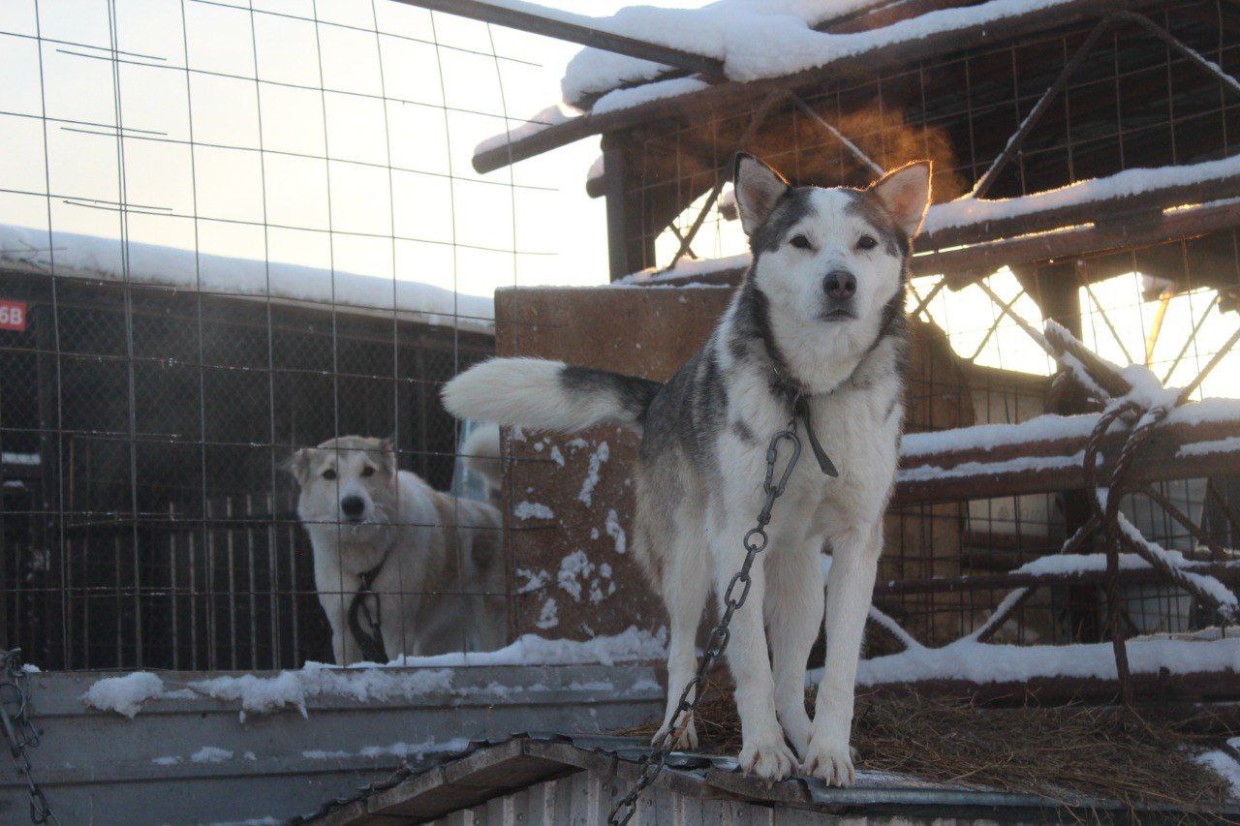 В Якутии 463 владельца собак привлечены к ответственности за нарушение правил в 2025 году