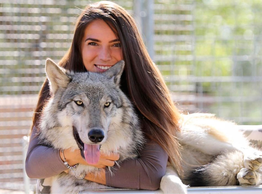 И не волк, и не пес, а все сразу: 3 факта о волкособах, которые перевернут ваше представление о них — дикая природа у вас дома