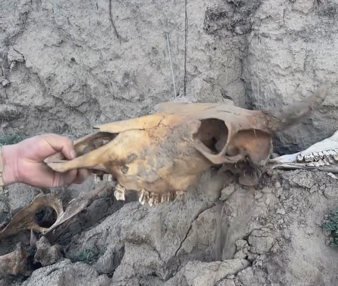 В Хатассах рыбаки нашли останки древней коровы