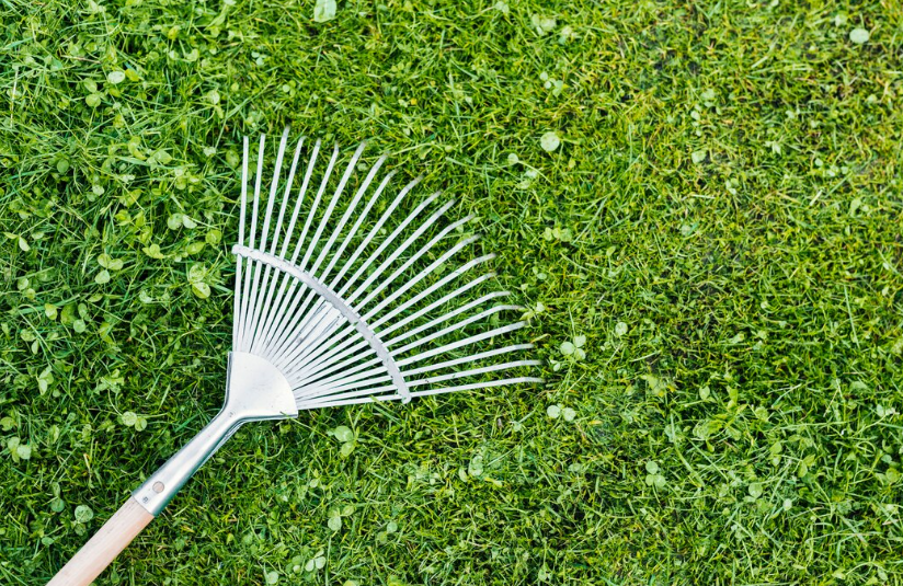 Идеальный газон на даче: посадила и не нарадуюсь — полезные секреты для красивого сада