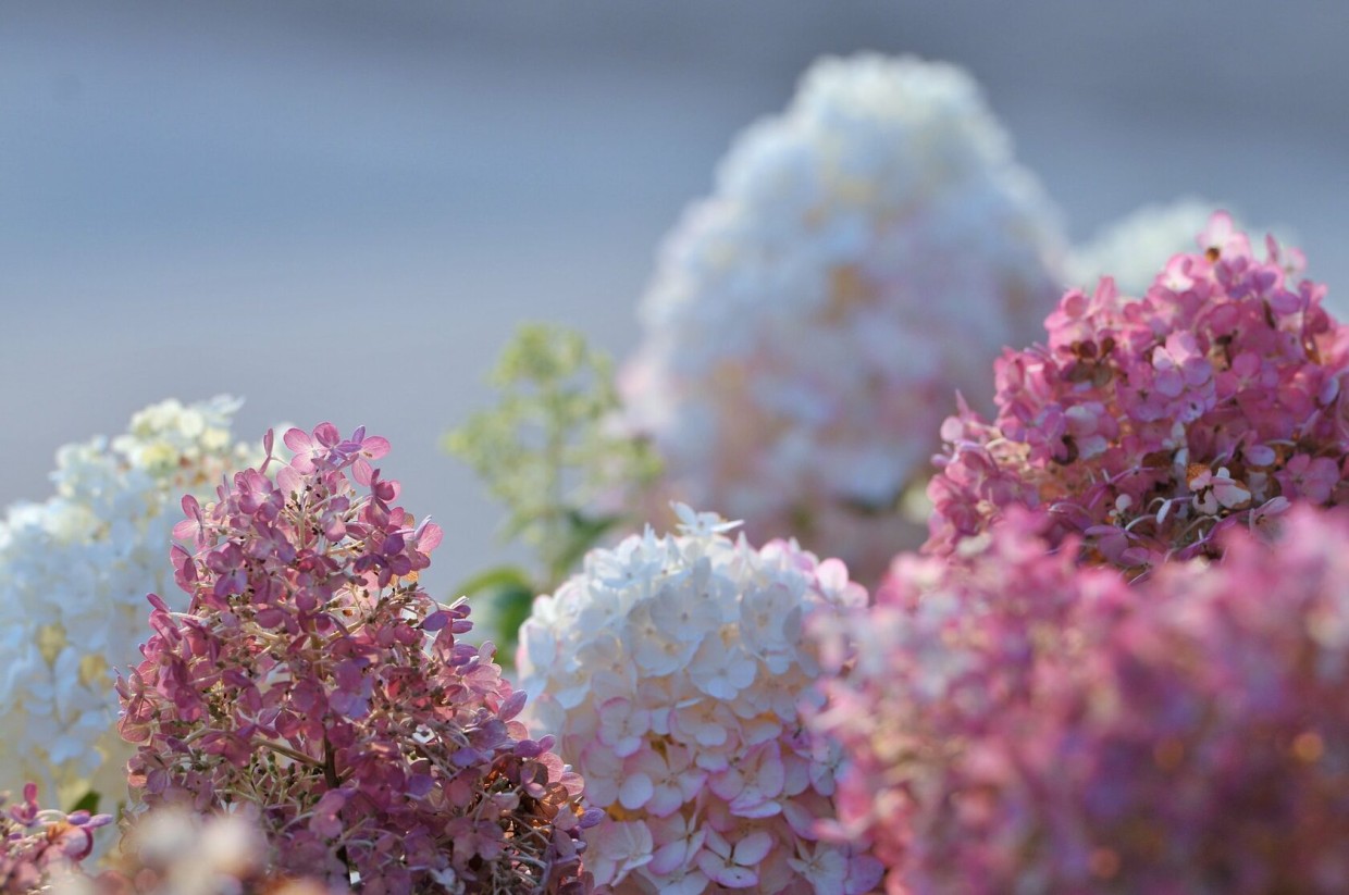 Секрет выживания: гортензия сможет переждать морозы до -30 — дело не в укрытии, а волшебном растворе