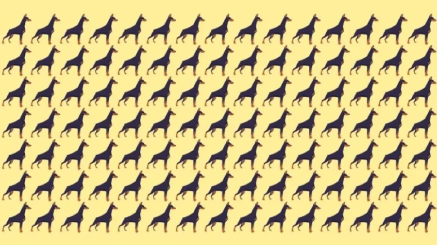 Кошка или собака: настоящий друг человека — интересная статистика собачников и кошатников по всему миру (и в России тоже)