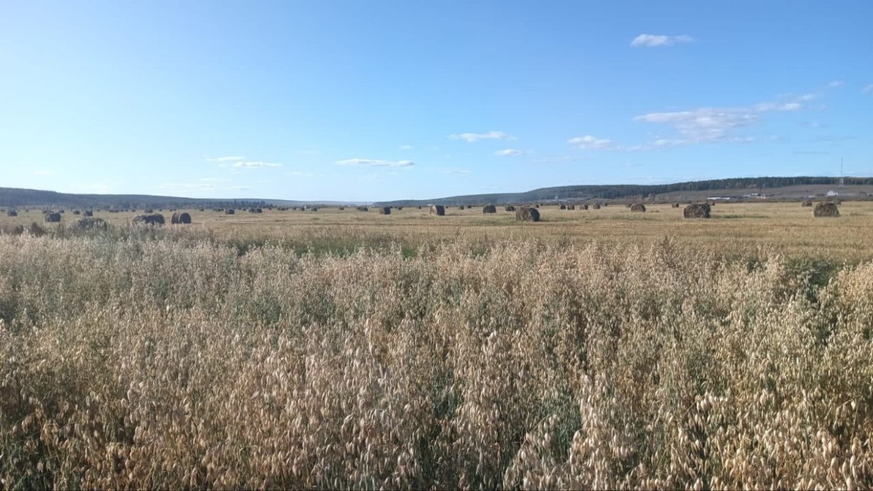 В Оймякон везут первые стога сена для пострадавших от паводка