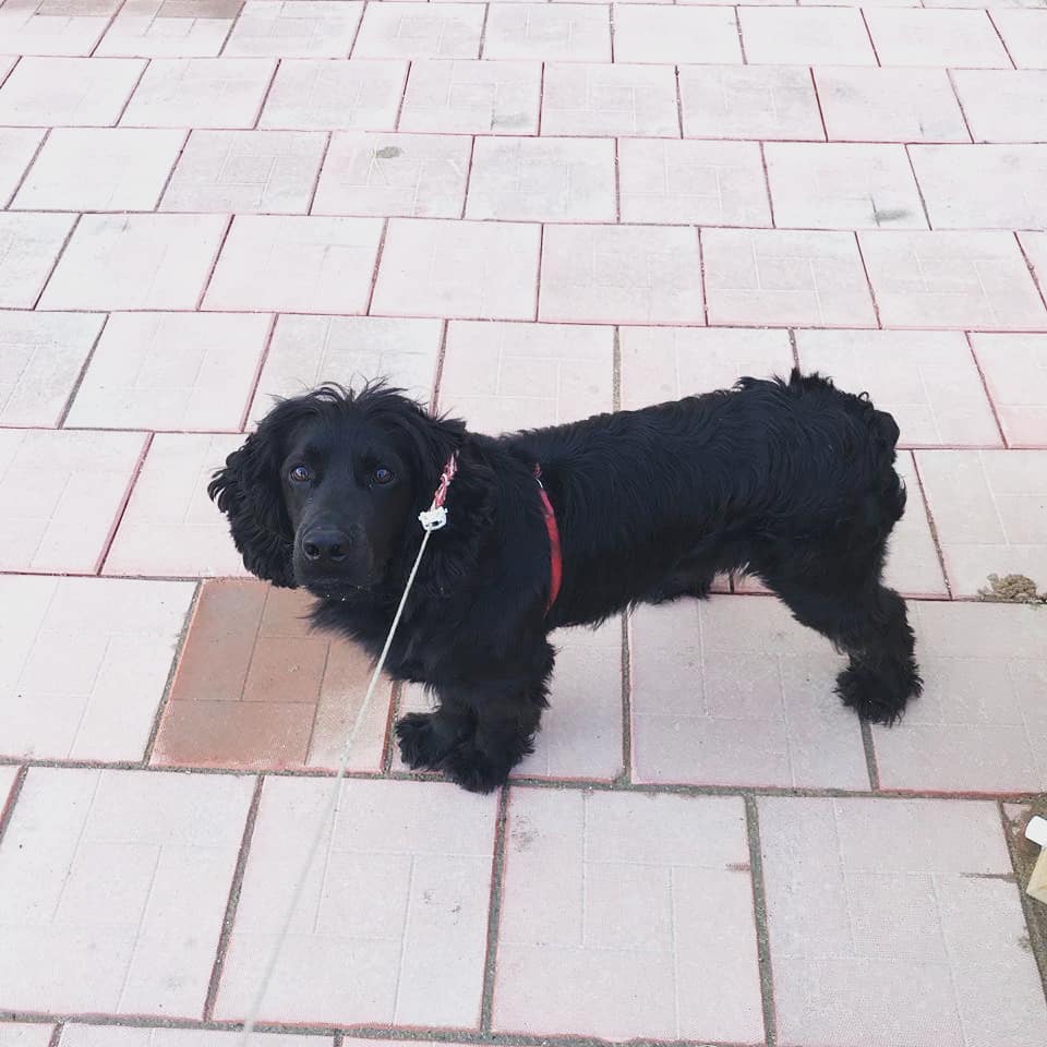 В Якутске бесплатно чипируют домашних животных