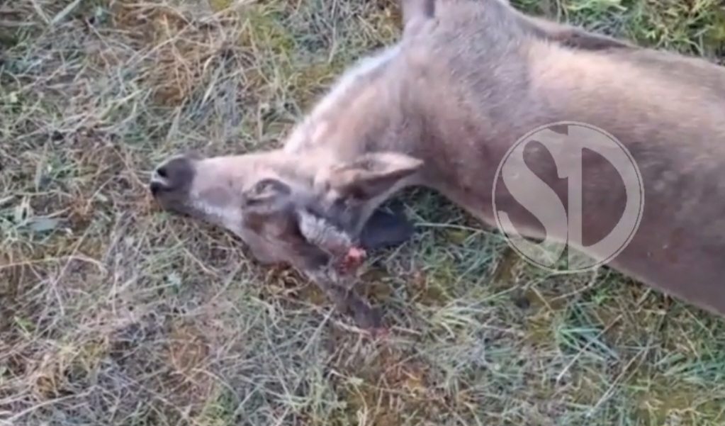 В Момском улусе олени умерли от неизвестной болезни. Министр сельского хозяйства поручил разобраться