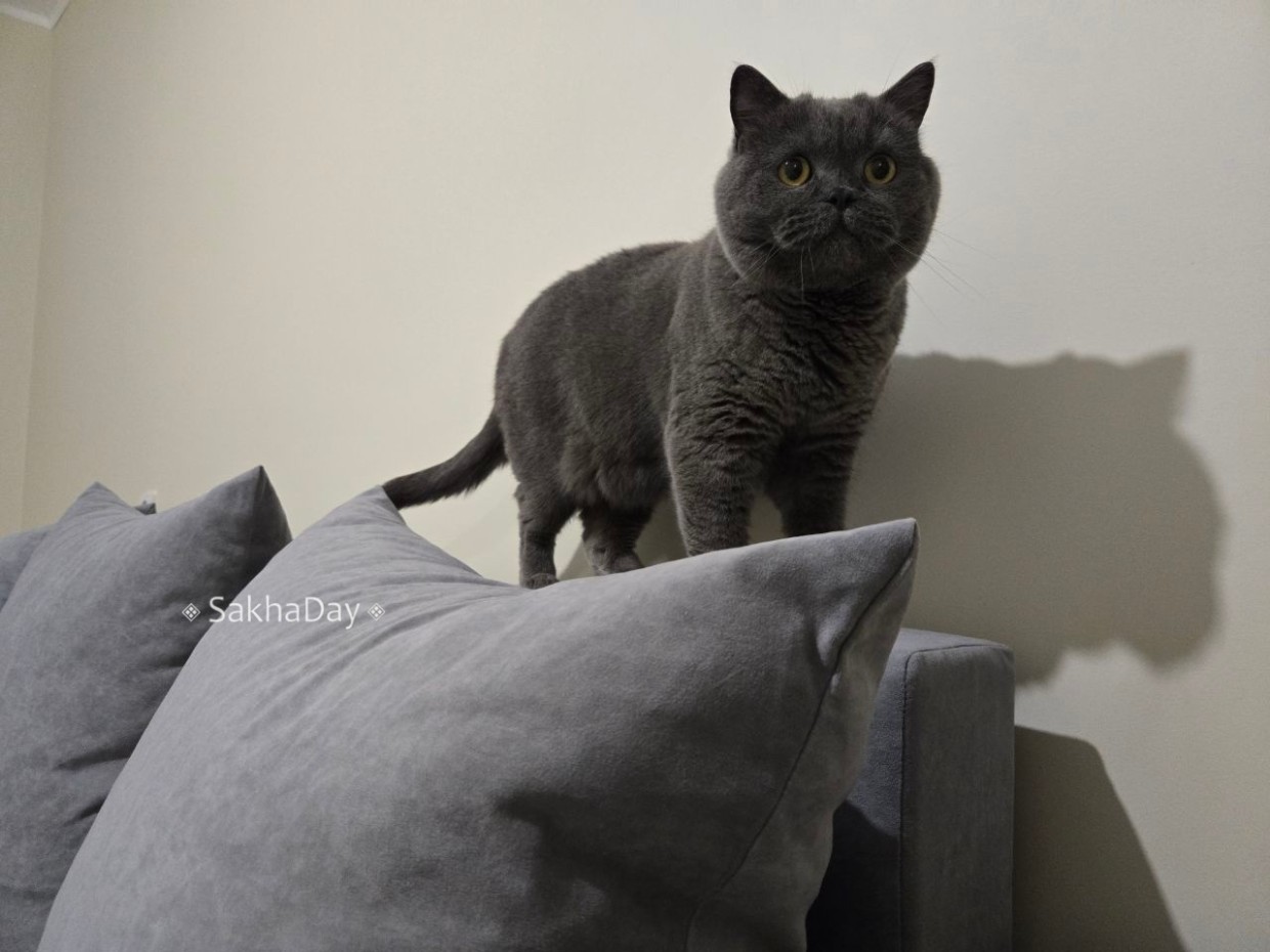 Нужно ли застраивать Якутск? На чаше весов дефицит жилья и банкротство застройщиков