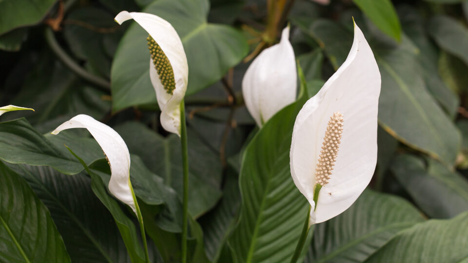 Все о «женском счастье»: флорист раскрыл тайны роскошного цветения спатифиллума — ваши цветы будут благоухать