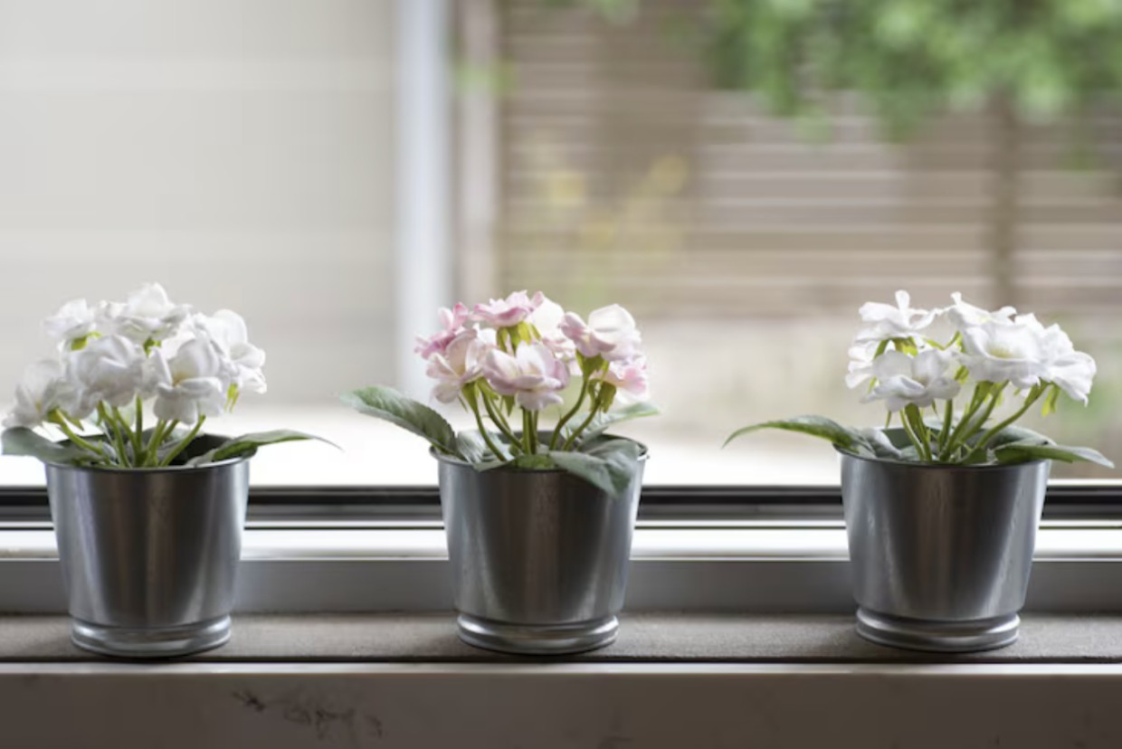 Зеленые хитрости: как упростить уход за комнатными растениями — три беспроигрышных лайфхака