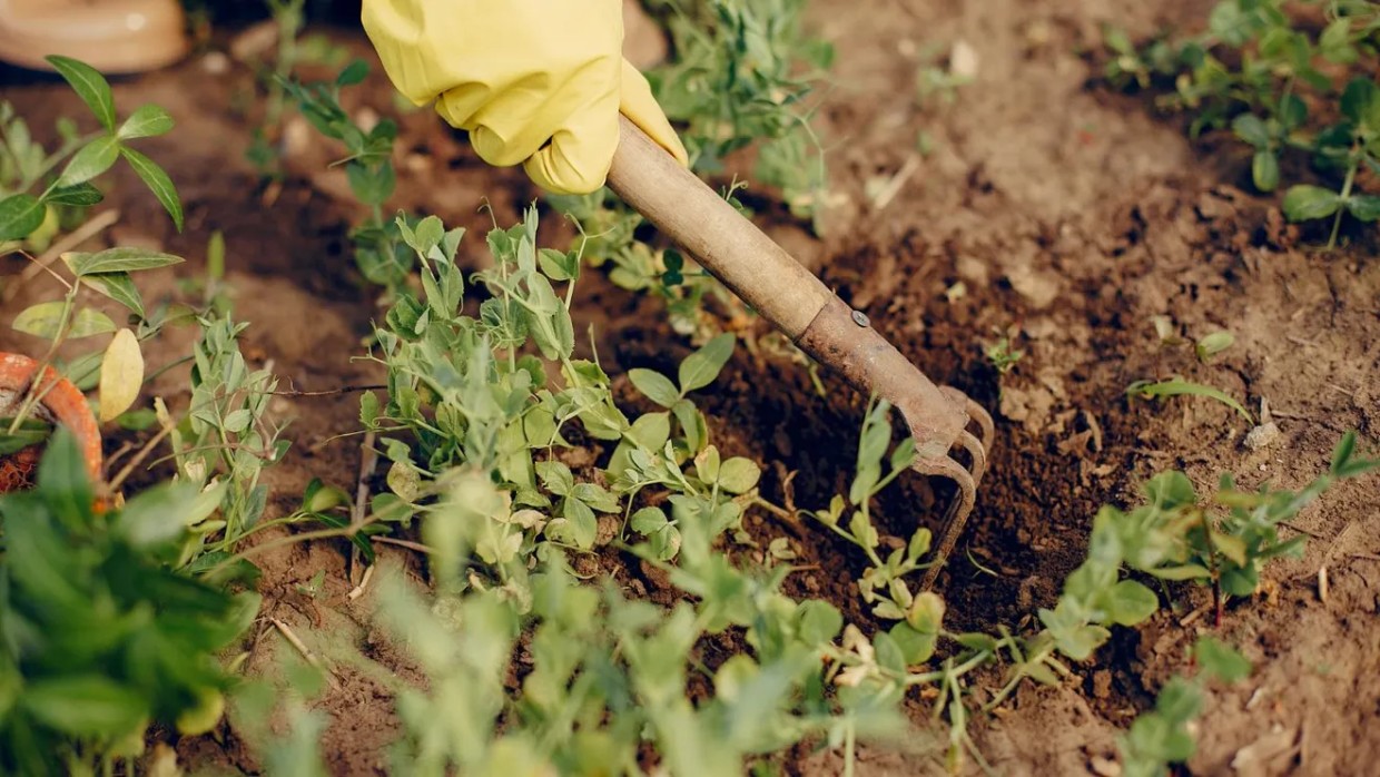 Война окончена: целых 4 секрета идеального огорода без единого сорняка — забудьте о прополке навсегда