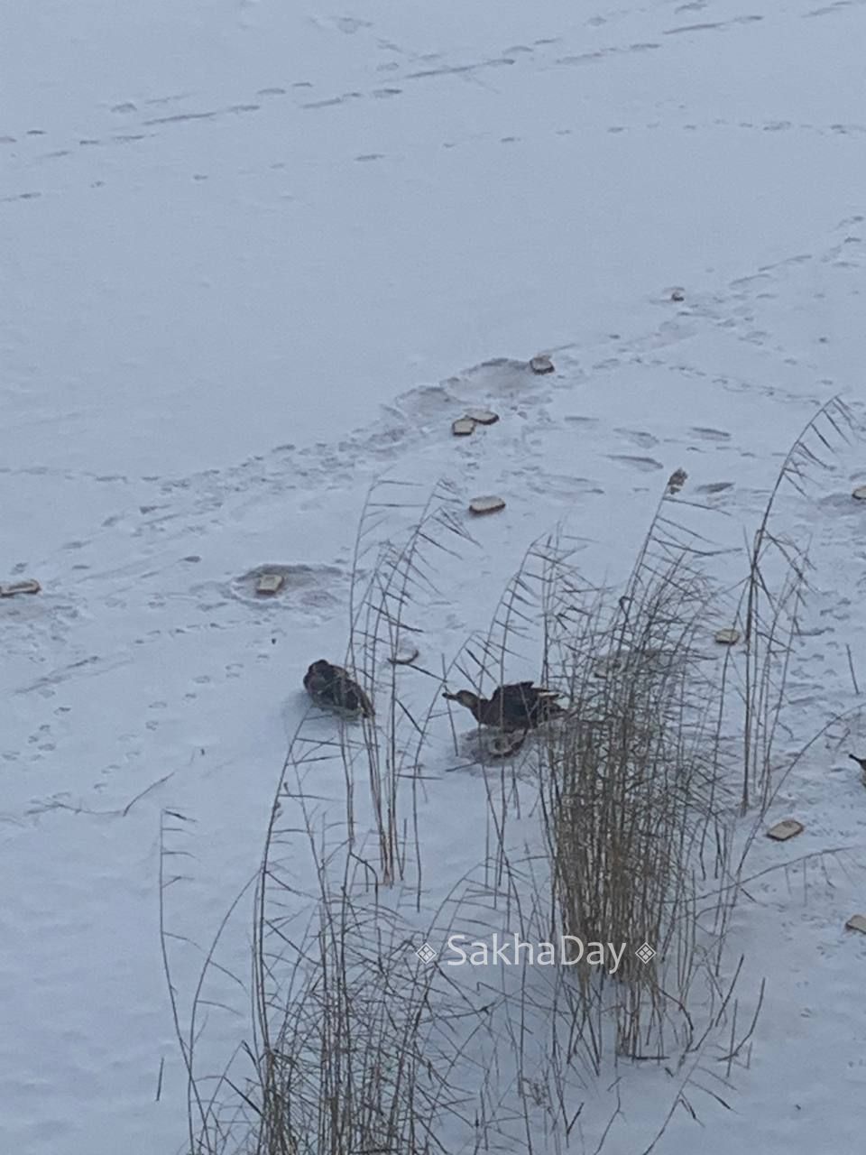 Фотофакт. Сидят на хлебе и не улетают: утки встречают зиму в Якутске на озере Сайсары