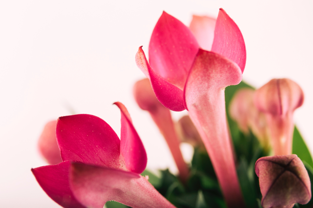 Совершите эти 3 ошибки — и декабрист устроит бунт: рассказываем, как ухаживать за растением