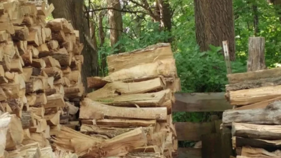 Раз-два-три, иду искать: кот-хитрюга спрятался ото всех, чтобы блаженно подремать на солнышке — найдите хвостатого, придется напрячь зрение