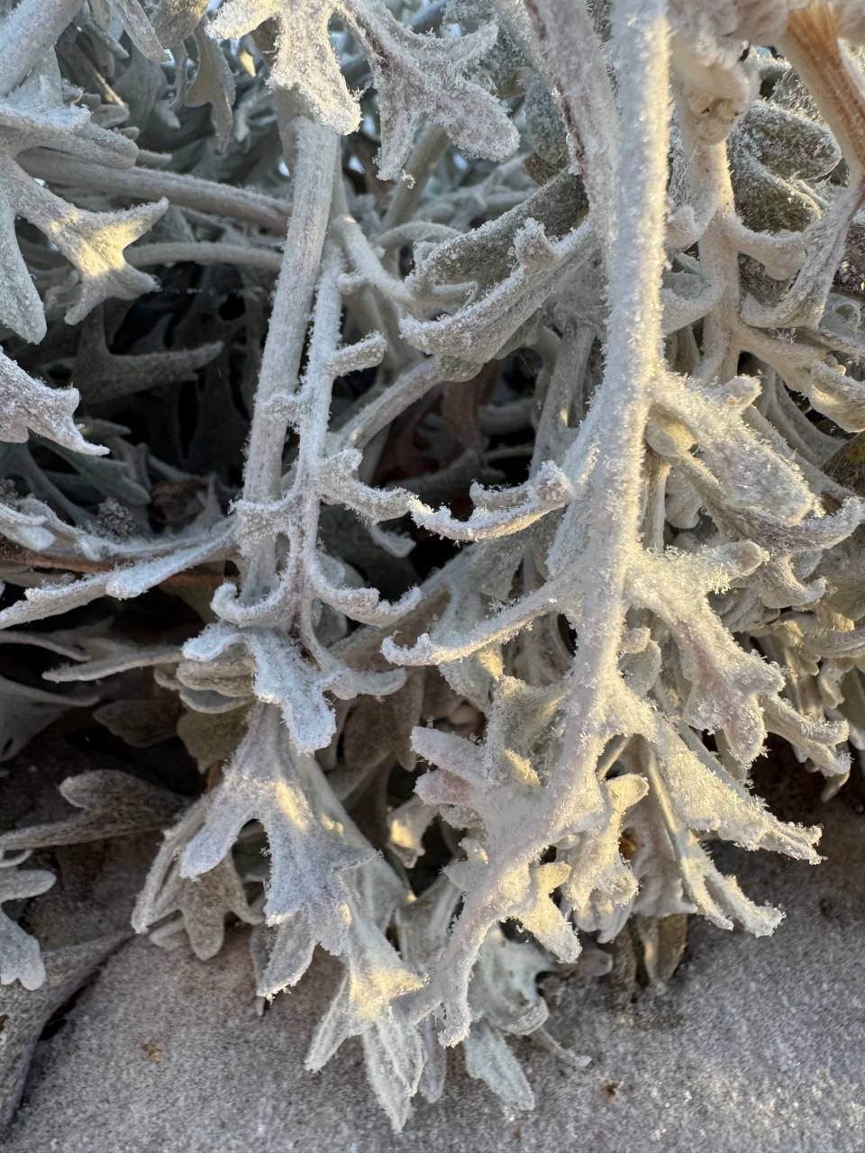 В Якутии ожидаются метели и усиление ветра до 32 м/с