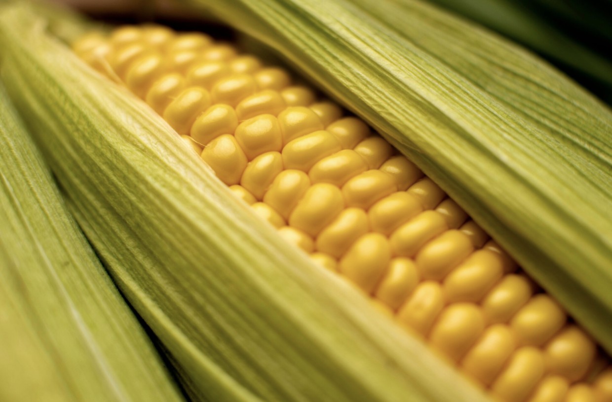 Секрет «той самой» сочной кукурузы: варите её только так — ваши гости будут в восторге