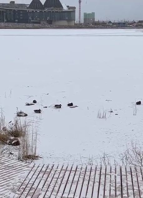 В Якутске на озерах замерзают утки