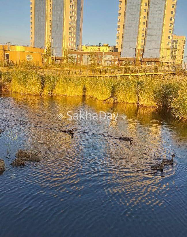 В Якутске утки не улетают из-за подкормки. Экологи просят горожан не кормить птиц