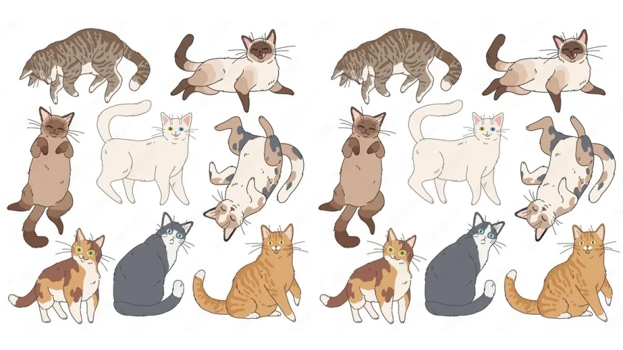 Удивительное рядом: что общего между кошками и головоломками — ответ поразит вас, но он доказан учеными