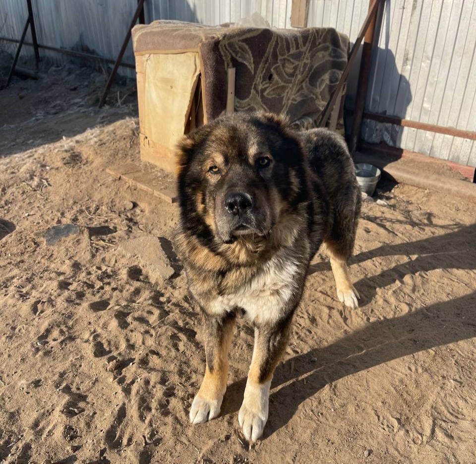 На носу ноябрь, а приют «Помоги выжить» до сих не получил финансирование