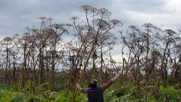 Борщевиковый апокалипсис: ядовитый монстр захватывает Россию — ученые в панике и ищут плюсы