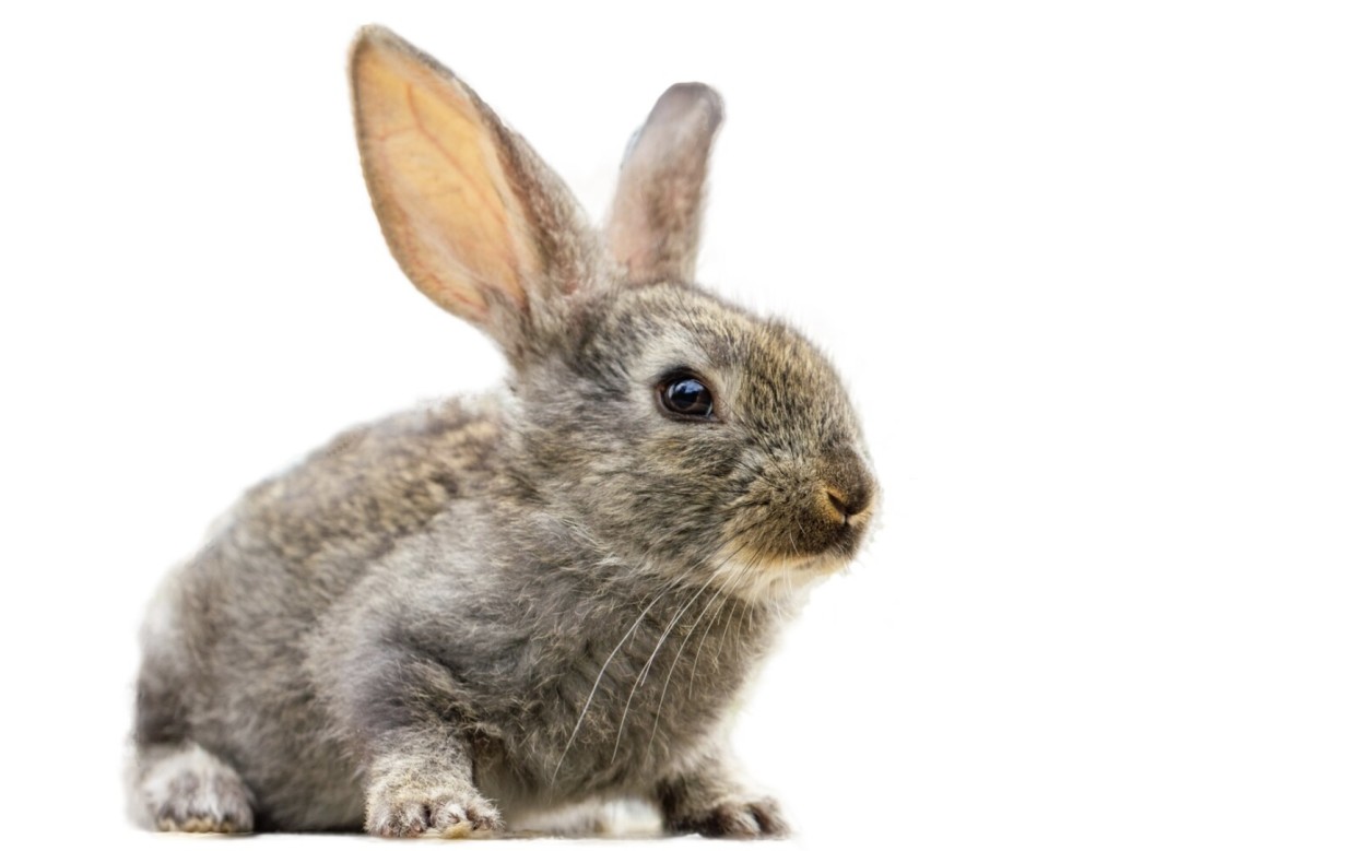 Кормите этой едой кроликов — и они будут расти на глазах: лучшие корма