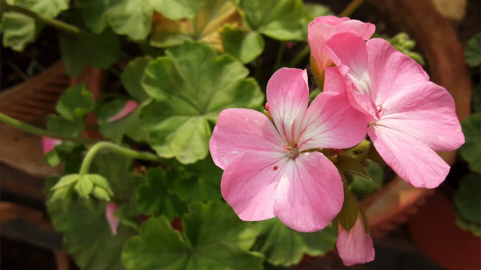Ящик не Пандоры, а герани: такую красоту можно развести на подоконнике, закачаешься — советы опытной флористки