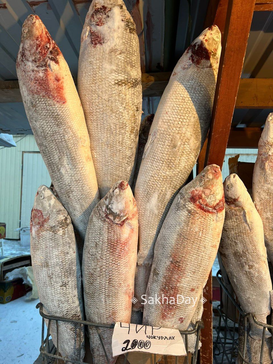 Россияне едят слишком мало рыбы