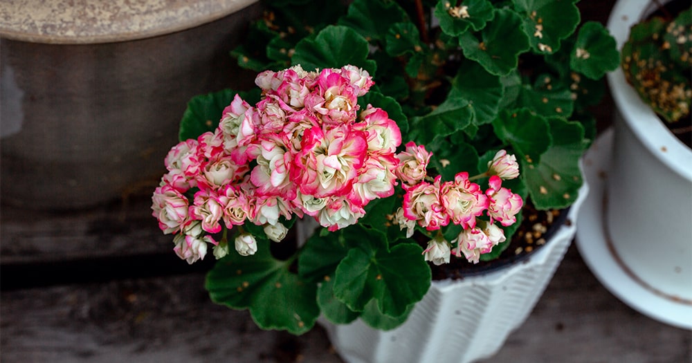 Ноу-хау в обрезке герани: новое правило, которое полюбится вашим цветам — подробно о необычной методике