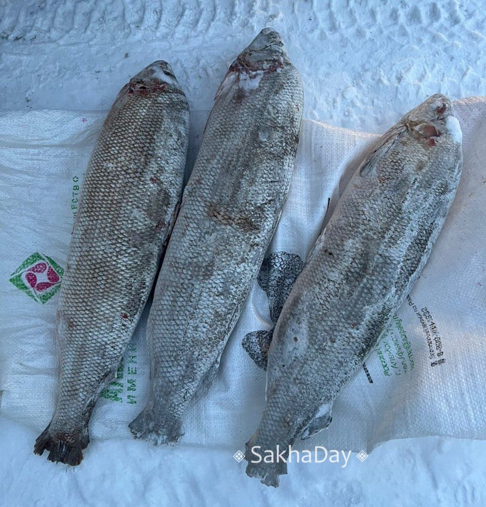 В Якутии теплая погода может помешать подледной рыбалке