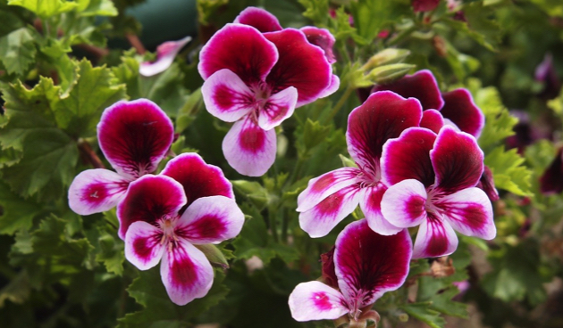 Не жалейте, обрезайте: стрижка пеларгонии под корень — отличное решение, если знать о нюансах ухода после