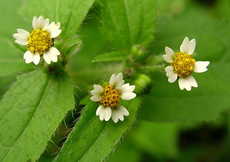 Ваш зеленый враг: самое страшное растение в вашем огороде — удаляйте его немедленно